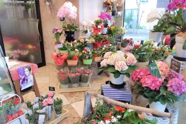 母の日商品、出揃いました！｜「川惣花店」　（岐阜県大垣市の花キューピット加盟店 花屋）のブログ